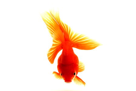 goldfishの写真素材