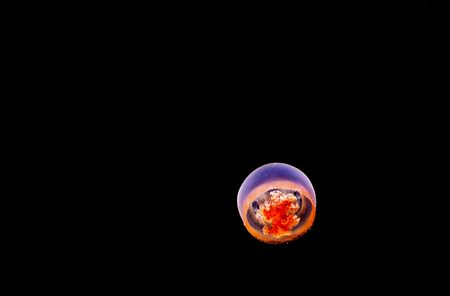  jellyfishの写真素材