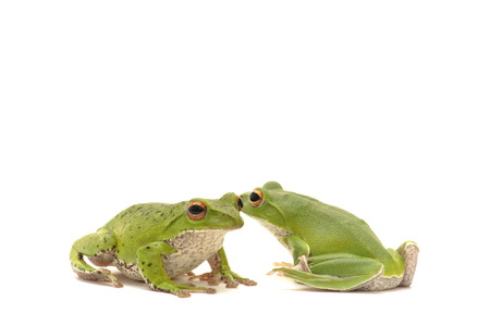 frog
