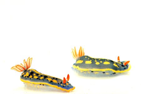 sea slugの写真素材