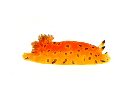 sea slug orangeの写真素材