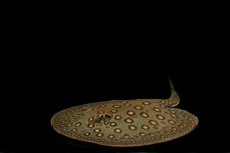 An ancient fish
