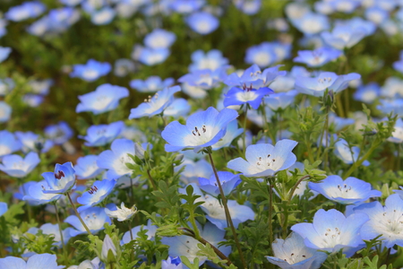 Nemophila fieldの写真素材