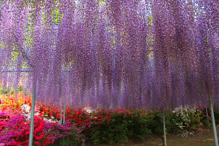 The wisteria flowersの写真素材