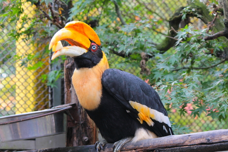 Toucan