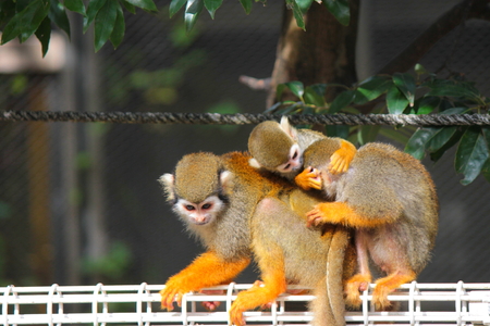 Squirrel monkeyの写真素材