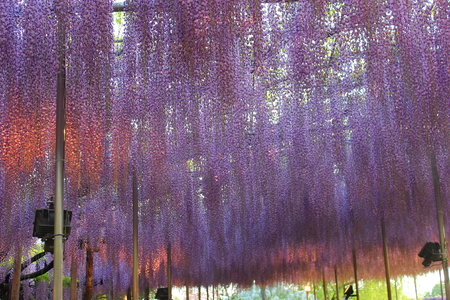 Purple Wisteria Flower Seedsの写真素材