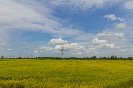 beautiful of green rice with blue sky for wallpaper and backgroundの写真素材