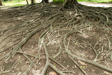 Strong Root Backgroundの写真素材