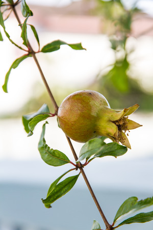pomegranate fruit on tree branchの写真素材