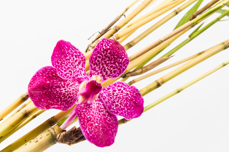 pink orchid isolated on whiteの写真素材