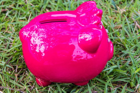 pig bank on grassの写真素材