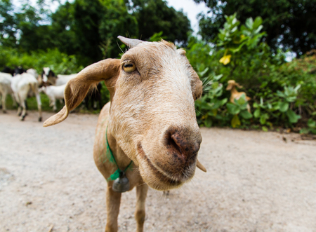 Brown goat on the farm.の写真素材