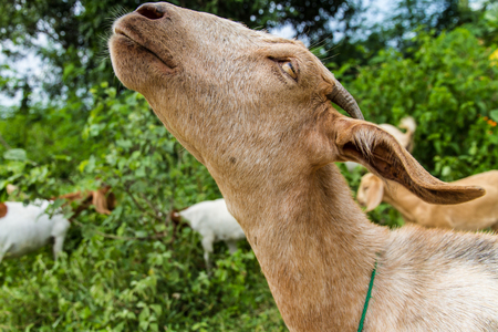 Brown goat on the farm.の写真素材