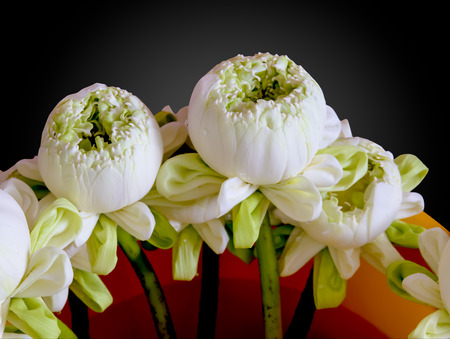 White Lotusの写真素材
