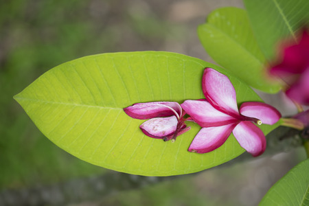 Close up of plumeria or frangipani blossom on the plumeria tree.の写真素材