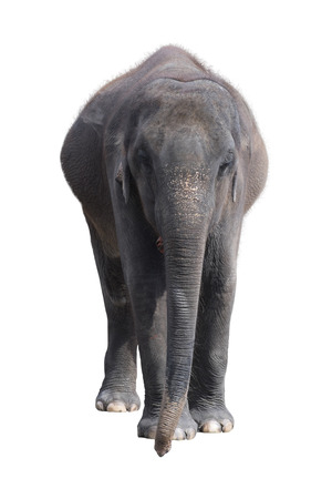 Elephant on a white backgroundの写真素材