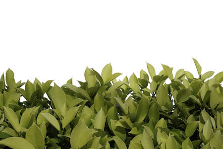 Green leaves frame on white backgroundの写真素材