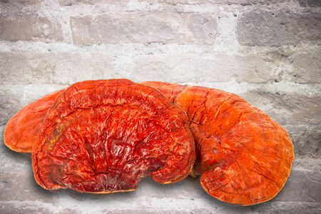 Lingzhi Mushroom Ganoderma Lucidum Isolated on brick floorの写真素材