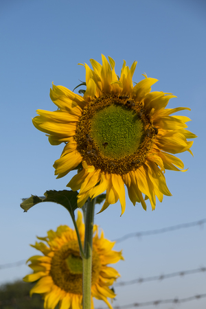 Close up bee on Sunflowerの写真素材