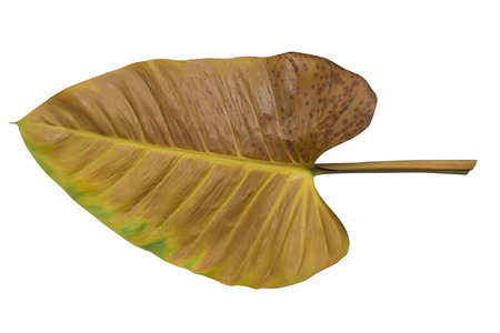 Yellow leaves on white background isolatedの写真素材