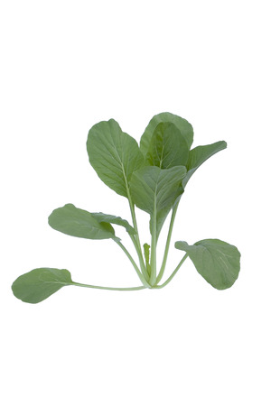 choy sum vegetable pile close up on white background with clipping path.の写真素材
