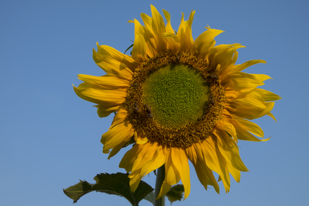 Close up bee on Sunflowerの写真素材