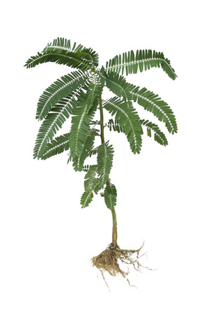 green leaves of the horse tamarind plant, the lead tree, genus Leucaena Acacia, with white green brown flowers on backgroundの写真素材
