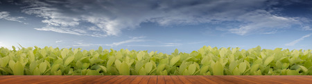 Beautiful panorama Green leaves and wood floor.