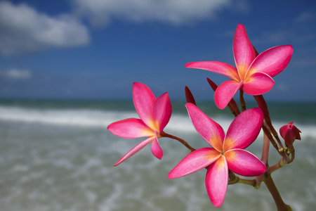 Pink Plumeria flower on nature backgroundの写真素材