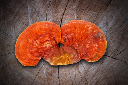 Lingzhi Mushroom Ganoderma Lucidum Isolated on wood background