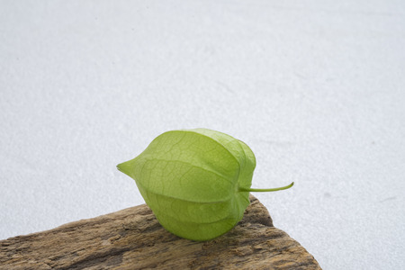 Macro detail image of Cape gooseberry on white backgroundの写真素材