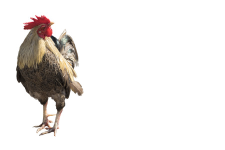 A gamecock is a type of rooster and game fowl, a type of chicken with physical and behavioral traits suitable for cockfighting.の写真素材