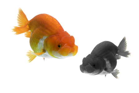 Orange Gold Fish Isolated on White Background Without Shadeの写真素材