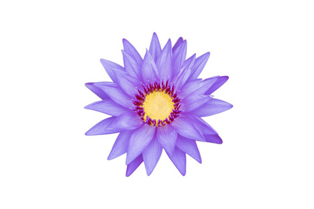 Lotus flower isolated on white backgroundの写真素材