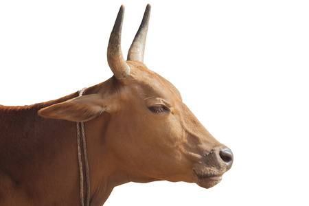 Brown cowの写真素材