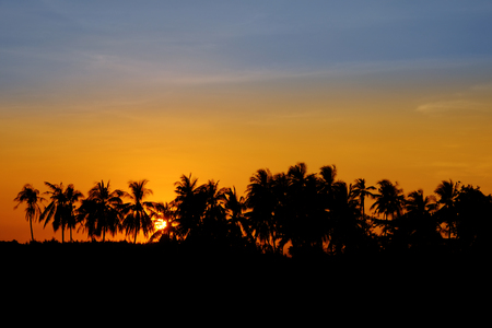 Sunset Coconut Tree Silhouettes, Tropical Sunset.の写真素材