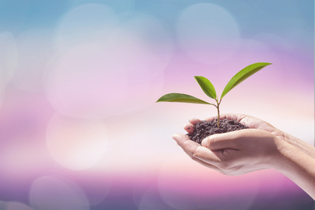 Human hand holding perfect growing tree plant on soil on blur natural background of greenery leaves: Reforestation, sustainable forest, saving environment and harmony ecosystems conservation campaignの写真素材