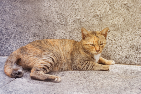 Cat portrait close upの写真素材