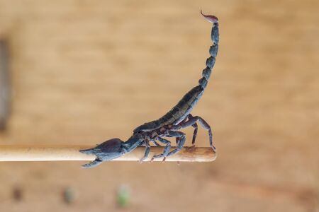 Scorpion in natureの写真素材
