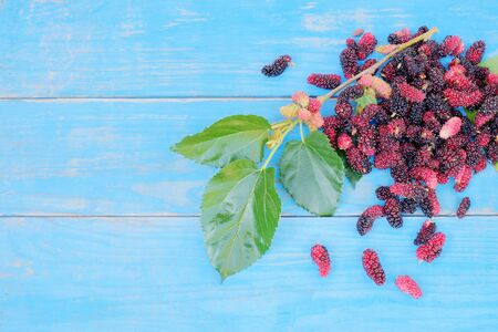 mulberries fruit and mulberry leaf on wood table background.  healthy mulberry fruit food.の写真素材