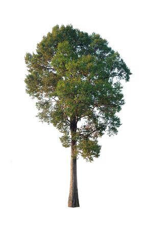 Trees isolated on white backgroundの写真素材