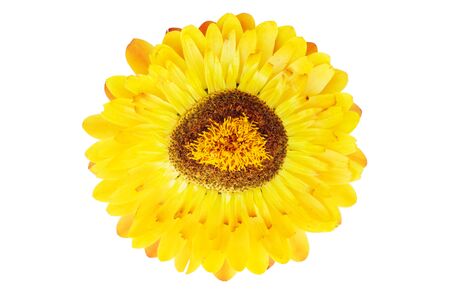Straw flowers isolated on white backgroundの写真素材