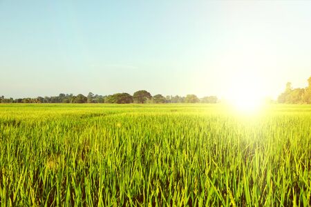 Beautiful summer field with green grass. Green field rice on blue sky and sun.の写真素材