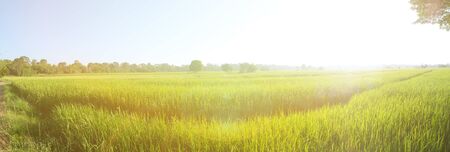 Beautiful summer field with green grass. Green field rice on blue sky and sun.の写真素材