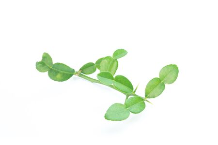 Bergamot Leaves isolated on white backgroundの写真素材