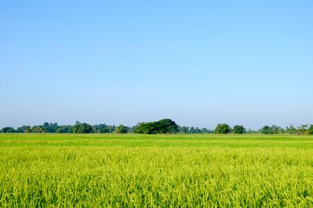 Beautiful summer field with green grass. Green field rice on blue sky and sun.の写真素材