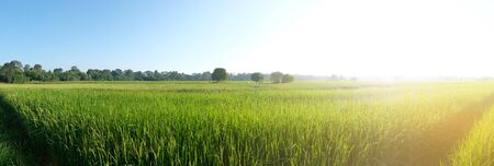 Beautiful summer field with green grass. Green field rice on blue sky and sun.の写真素材