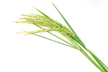 Fresh rice plant. Green spike rice Isolated on white Background.の写真素材