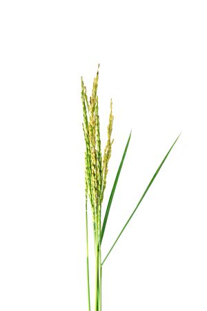 Fresh rice plant. Green spike rice Isolated on white Background.の写真素材